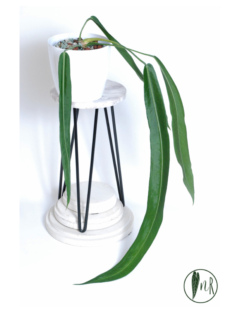 Anthurium pallidiflorum -