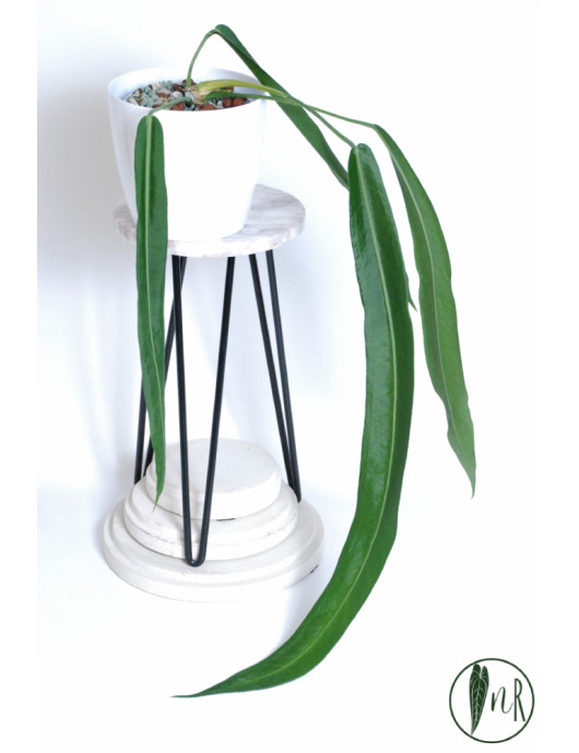 Anthurium pallidiflorum -