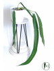 Anthurium pallidiflorum -