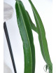 Anthurium pallidiflorum -