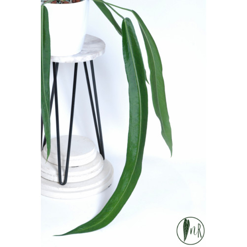 Anthurium pallidiflorum -
