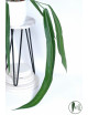 Anthurium pallidiflorum -