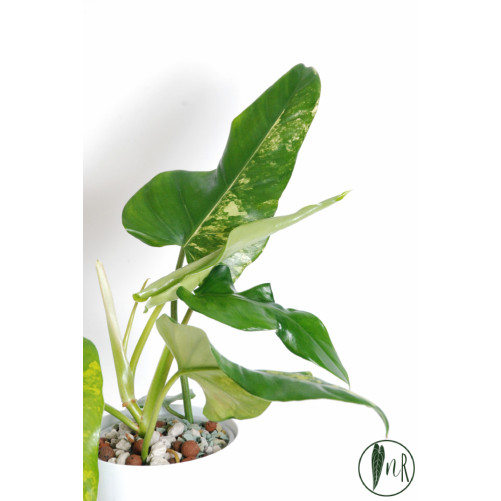 Philodendron domesticum...