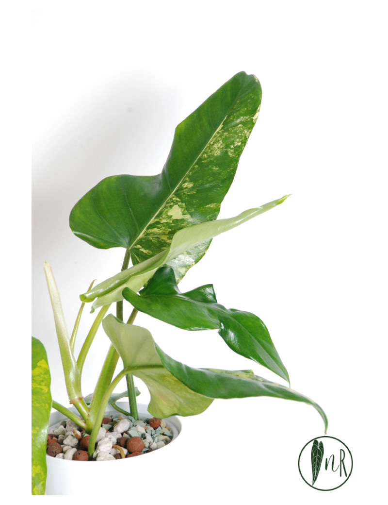Philodendron domesticum variegata