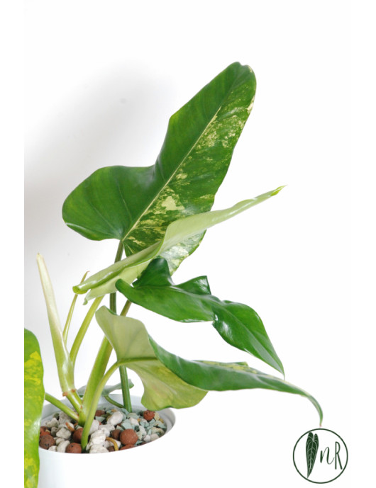 Philodendron domesticum variegata