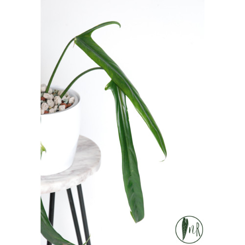 Philodendron paloraense