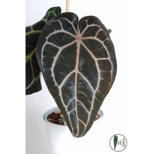 Anthurium (Michelle x...