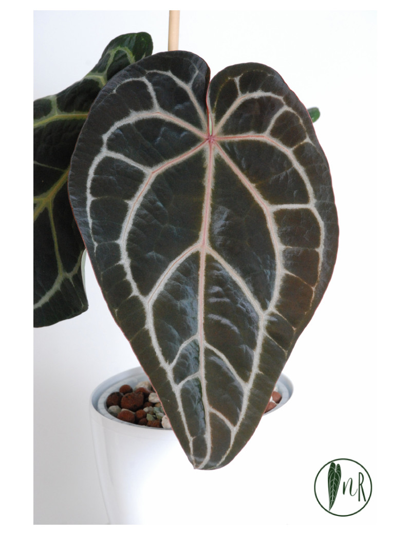 Anthurium (Michelle x Zara)'28' x Zara '52'