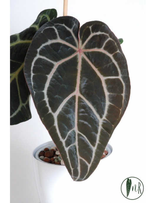 Anthurium (Michelle x...