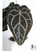 Anthurium (Michelle x Zara)'28' x Zara '52'
