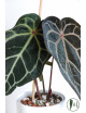 Anthurium (Michelle x Zara)'28' x Zara '52'