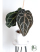 Anthurium (Michelle x Zara)'28' x Zara '52'