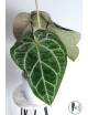 Anthurium (Michelle x Zara)'28' x Zara '52'