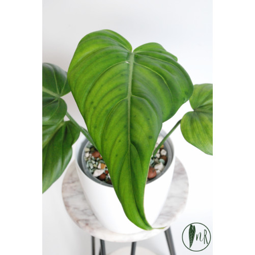 Philodendron gloriosum x...