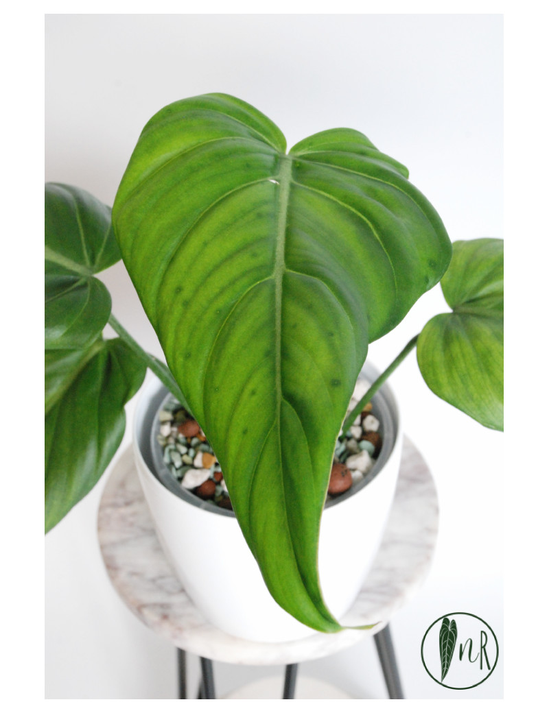Philodendron gloriosum x asplundii (Morning Sun)