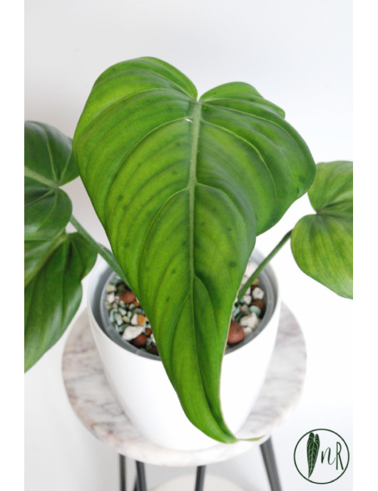 Philodendron gloriosum x asplundii (Morning Sun)