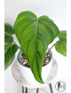 Philodendron gloriosum x asplundii (Morning Sun)