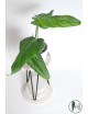 Philodendron gloriosum x asplundii (Morning Sun)