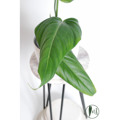Philodendron gloriosum x asplundii (Morning Sun)