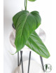Philodendron gloriosum x asplundii (Morning Sun)