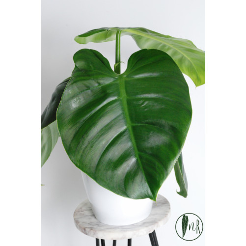 Philodendron atratum