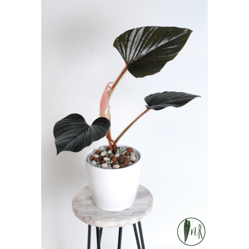 Philodendron sqamicaule pink