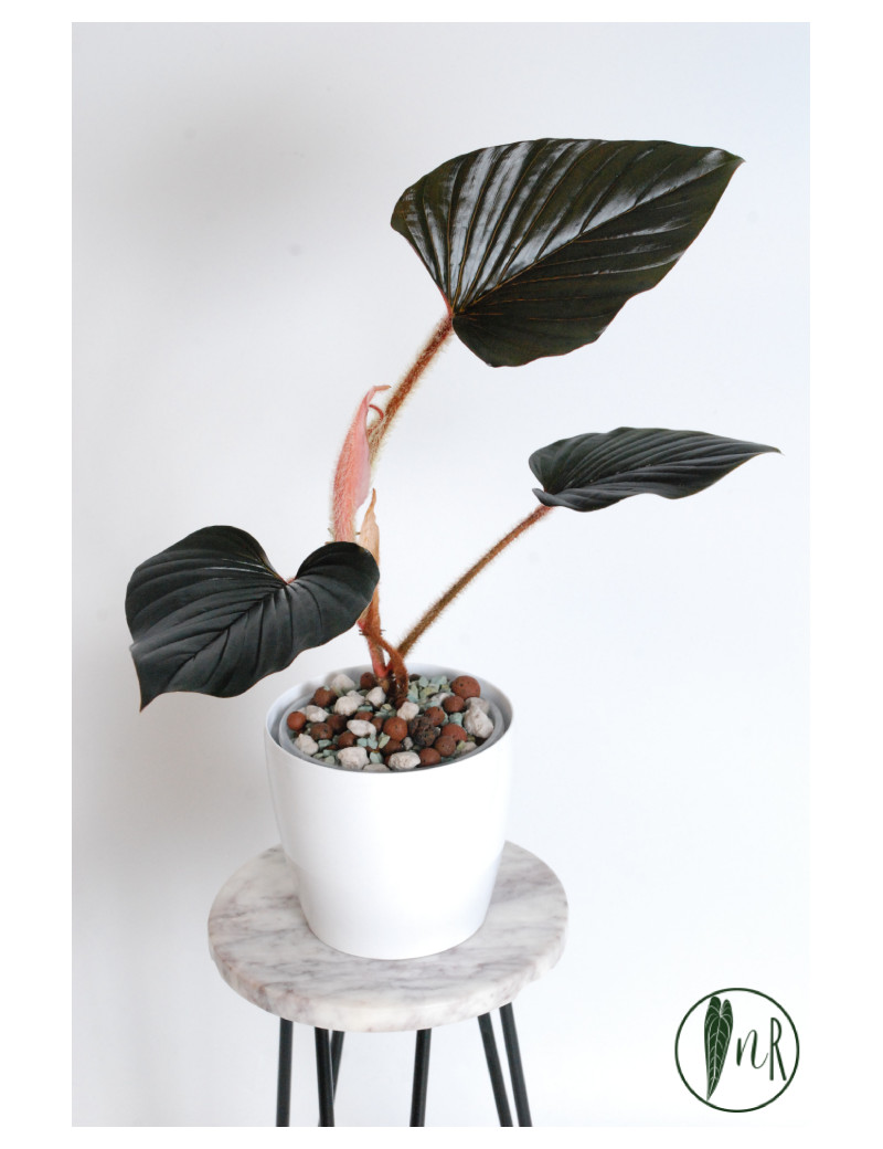 Philodendron sqamicaule pink