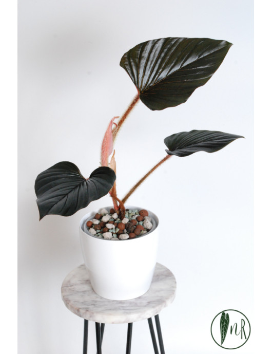 Philodendron sqamicaule pink