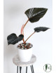 Philodendron sqamicaule pink