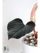 Philodendron sqamicaule pink