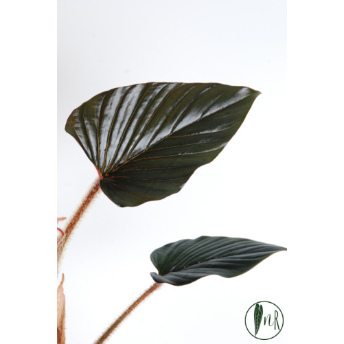 Philodendron sqamicaule pink