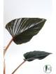 Philodendron sqamicaule pink