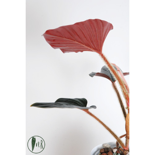 Philodendron sqamicaule pink