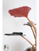 Philodendron sqamicaule pink