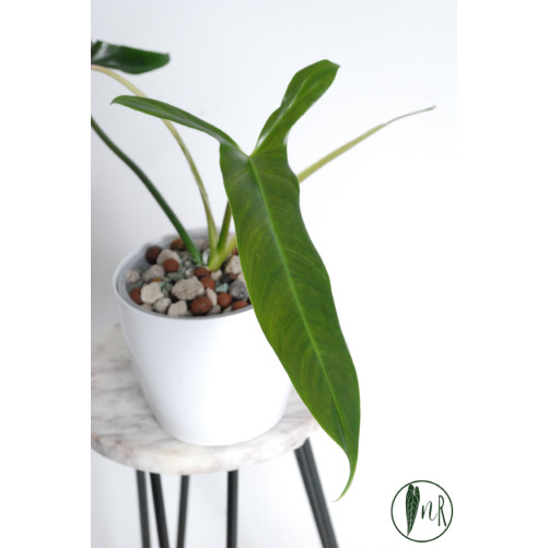 Philodendron Dayaneth...