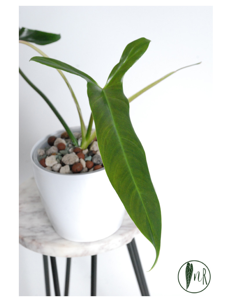 Philodendron Dayaneth dreams (Philodendron paloraense cf x spiritus-sancti)