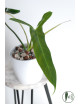 Philodendron Dayaneth dreams (Philodendron paloraense cf x spiritus-sancti)