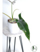 Philodendron Dayaneth dreams (Philodendron paloraense cf x spiritus-sancti)