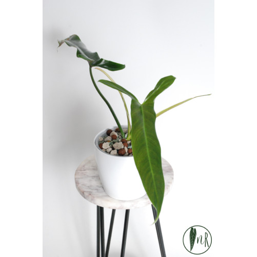 Philodendron Dayaneth dreams (Philodendron paloraense cf x spiritus-sancti)