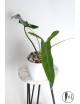 Philodendron Dayaneth dreams (Philodendron paloraense cf x spiritus-sancti)