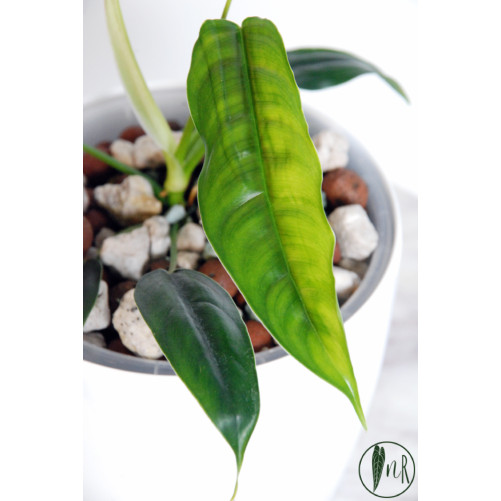 Philodendron felix
