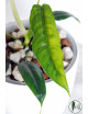 Philodendron felix