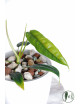Philodendron felix