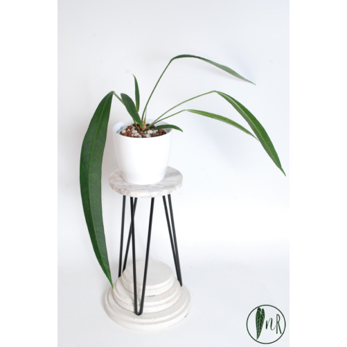 Anthurium pallidiflorum...