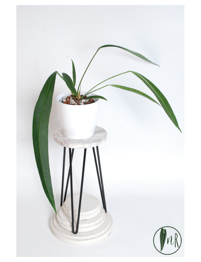 Anthurium pallidiflorum Guazhalan