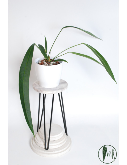 Anthurium pallidiflorum Guazhalan