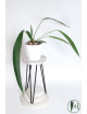 Anthurium pallidiflorum Guazhalan