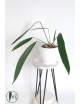 Anthurium pallidiflorum Guazhalan