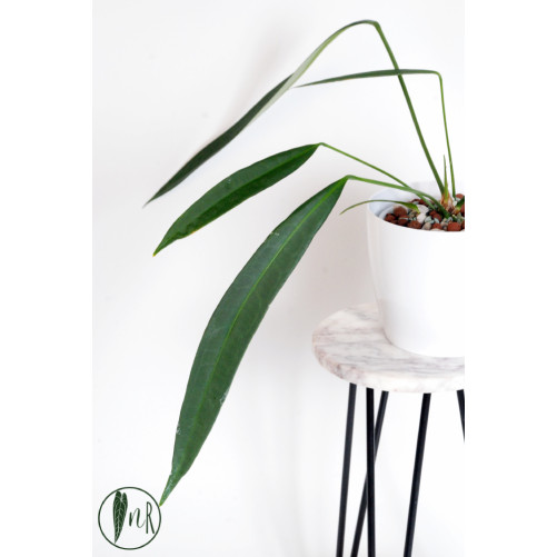 Anthurium pallidiflorum Guazhalan