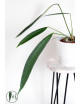 Anthurium pallidiflorum Guazhalan